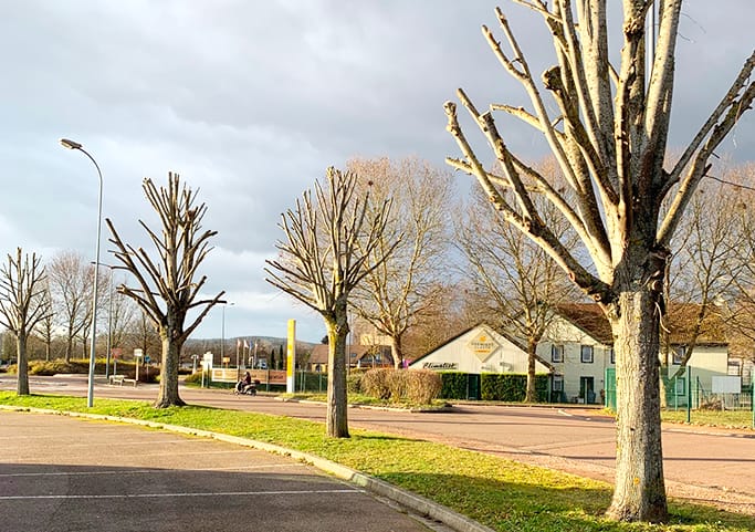 bc-baptiste-cortot-paysage-paysagiste-dijon-cote-dor-21-elagage-3